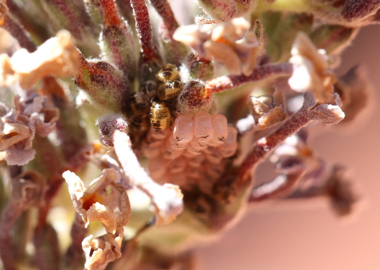 Pentatomidae: Dolycoris baccarum Linnaeus, 1758